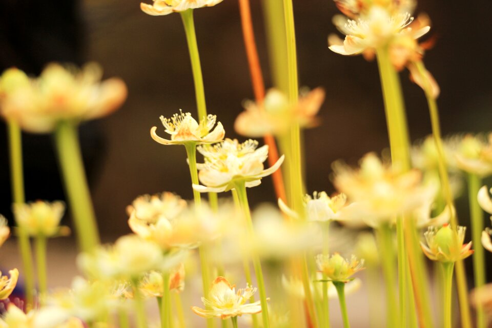 Plants white flowers white flower