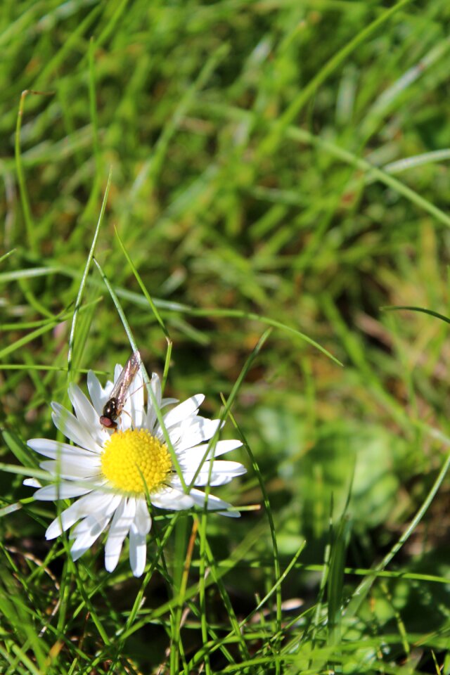 Summer flower spring flower white flower