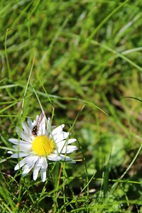 Summer flower spring flower white flower