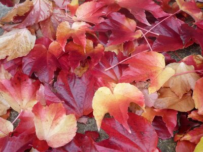 Foliage autumn leaves red photo