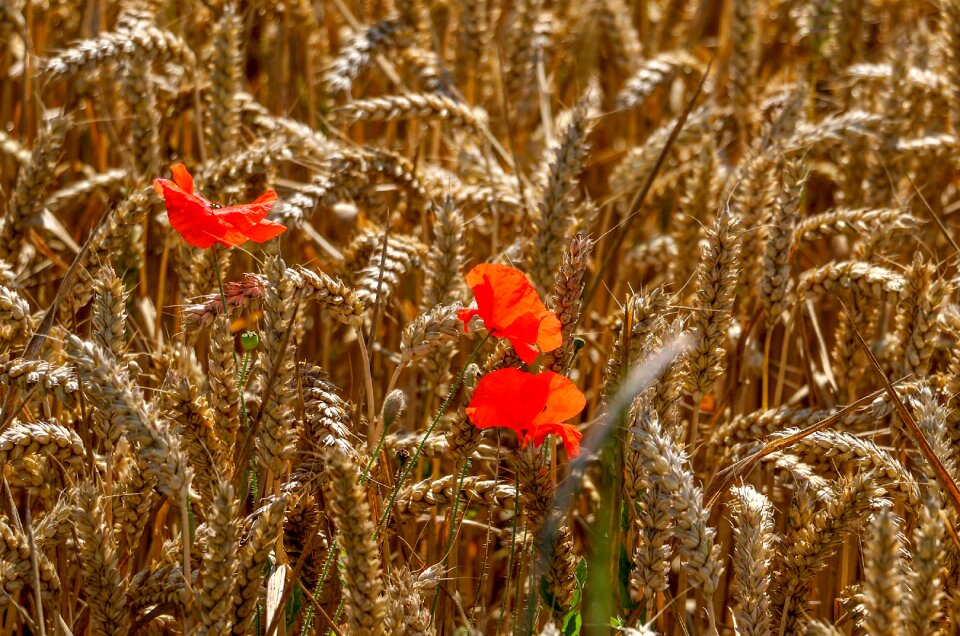 Nature meadow summer