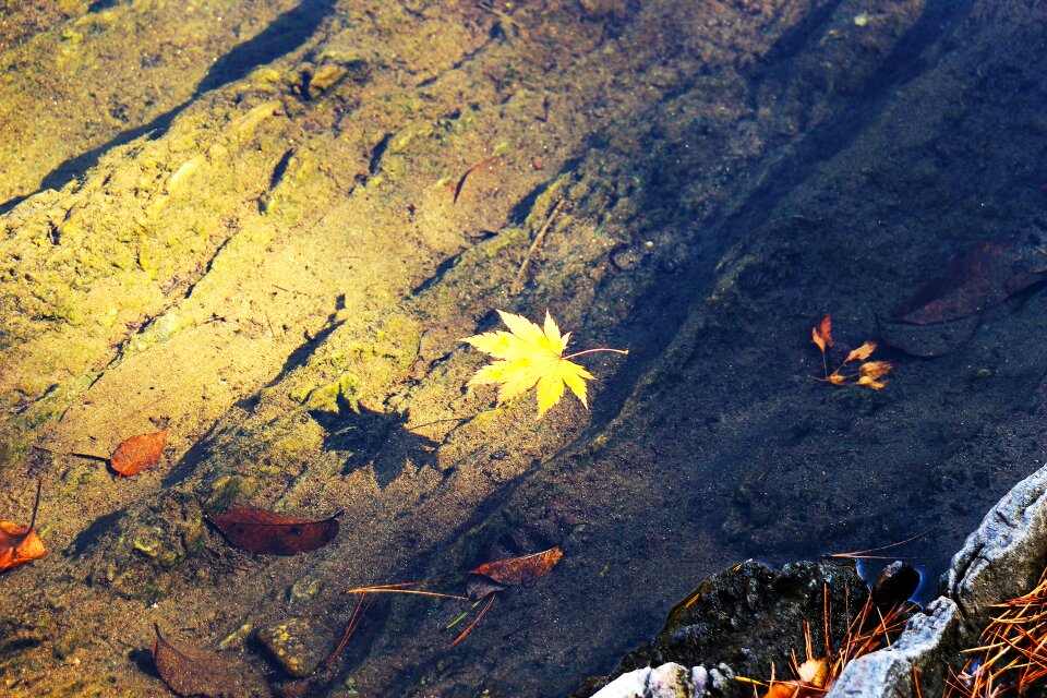 Leaves lake the creek