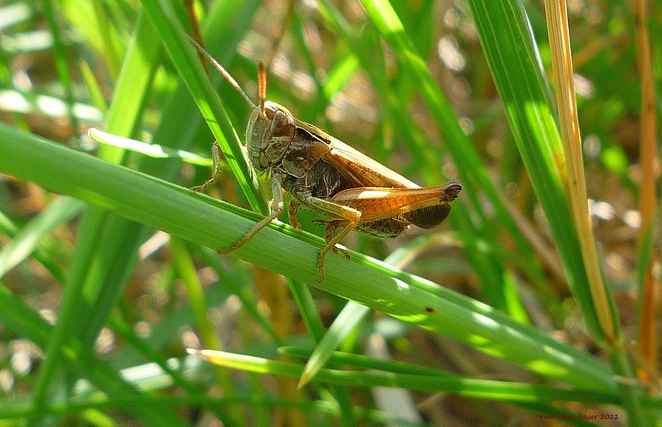 Sitting grass leaves