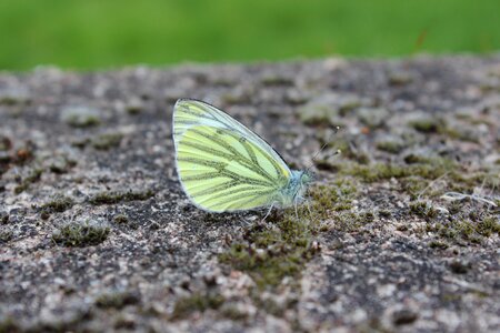 Insect garden yellow