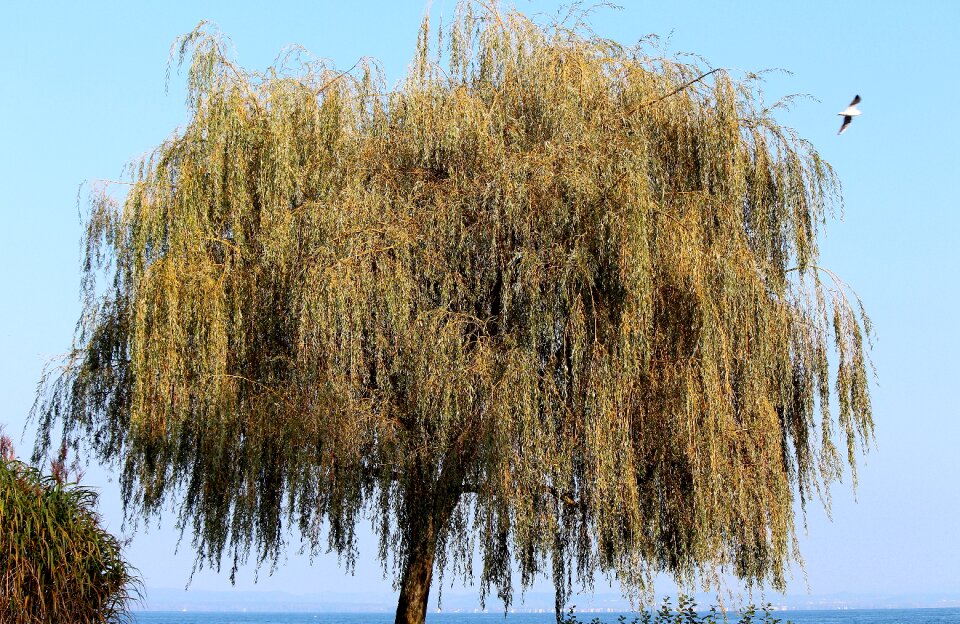 Autumn bank lake constance