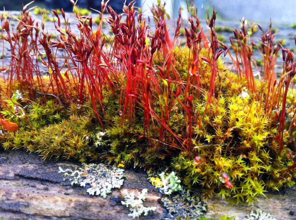 Close up weave vegetation