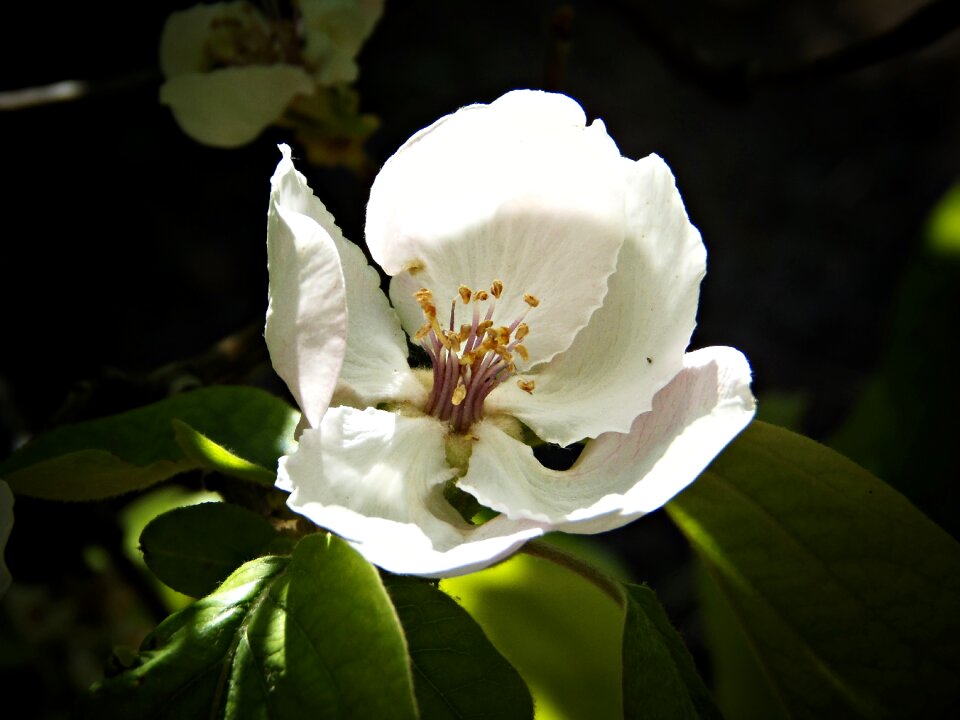 Macro apple beauty