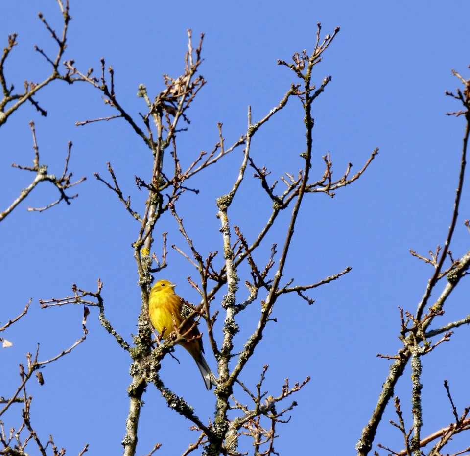 Bird treetop blue sky