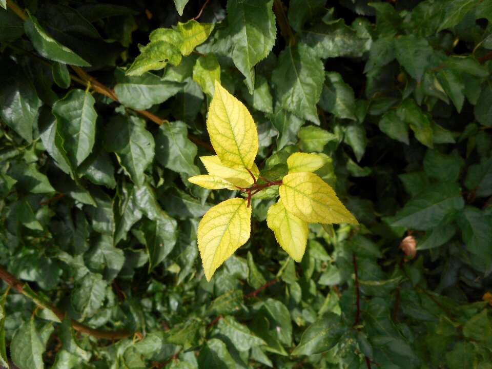 Aesthetic leaves green leaf