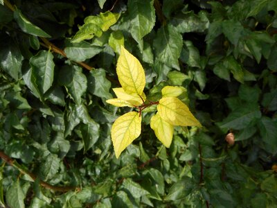 Aesthetic leaves green leaf photo
