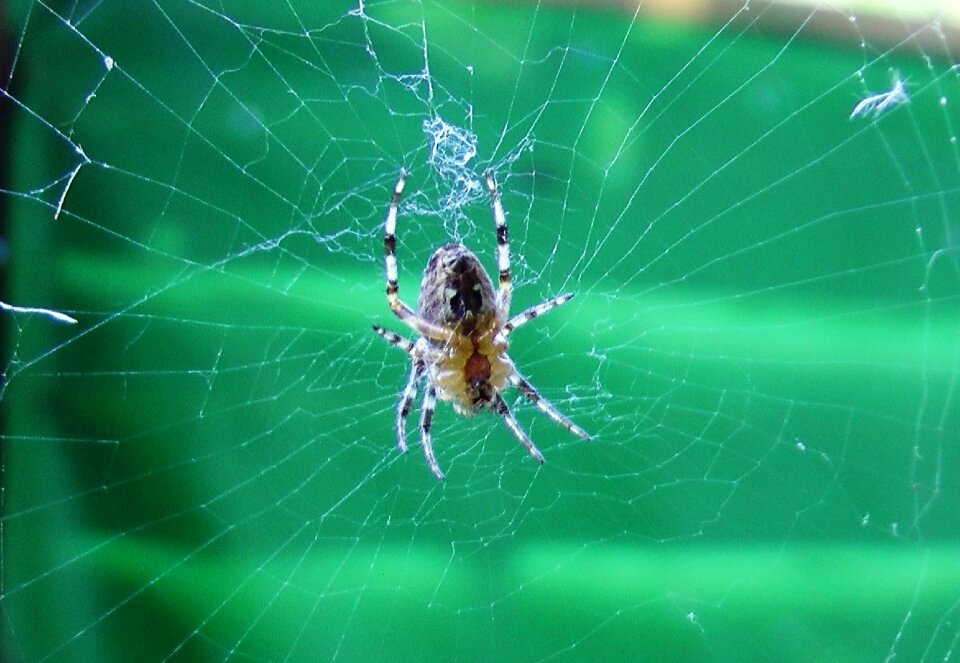 Cobweb insect close up