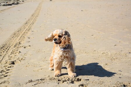 American cocker dog beach