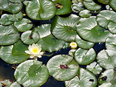 Water green white
