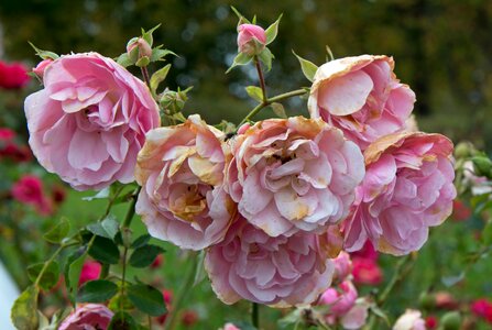 Withered faded rose