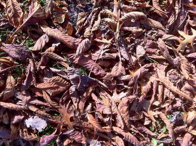 Leaves dry dried