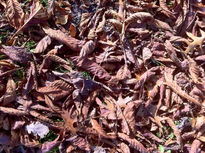 Leaves dry dried photo