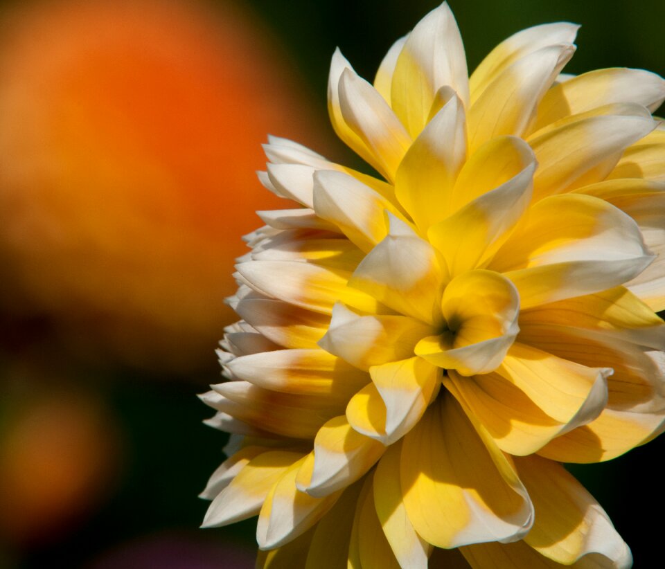 Garden flowers blossom