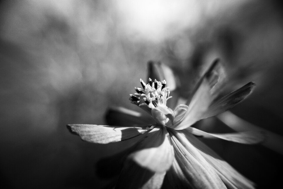 Black and white pistil petals