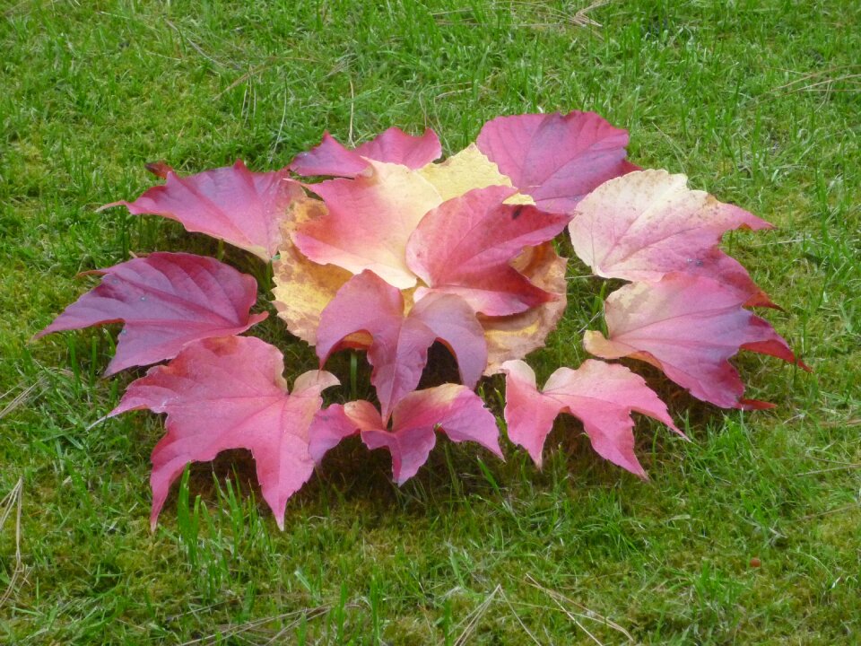 Colors autumn leaves red