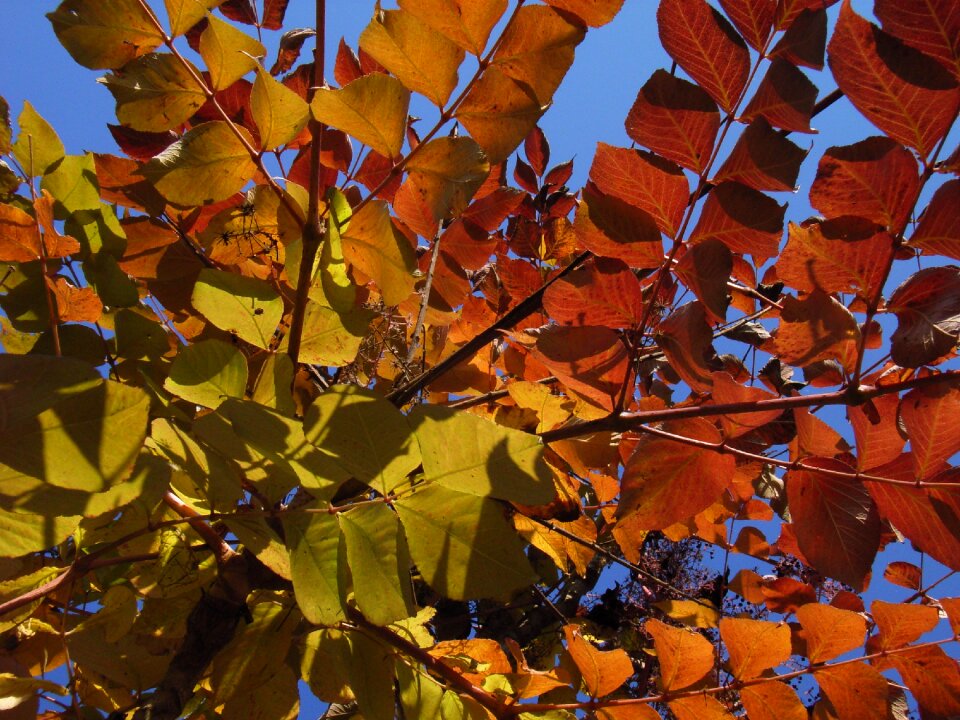 Autumn yellow orange photo