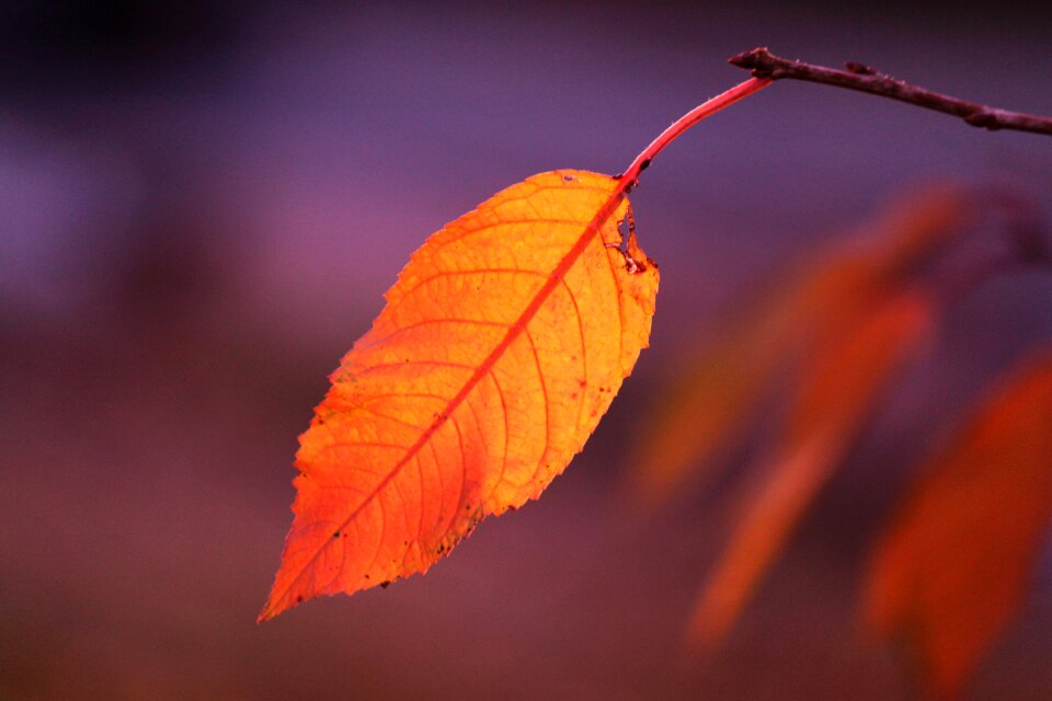 Autumn leaf colorful