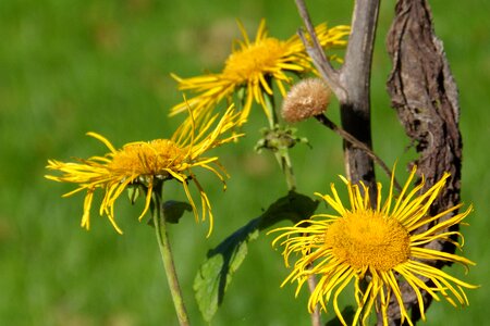 Bloom seeds was flower