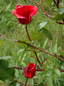 Flower petals nature