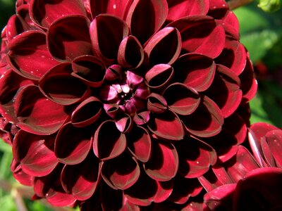 Dahlia red flower