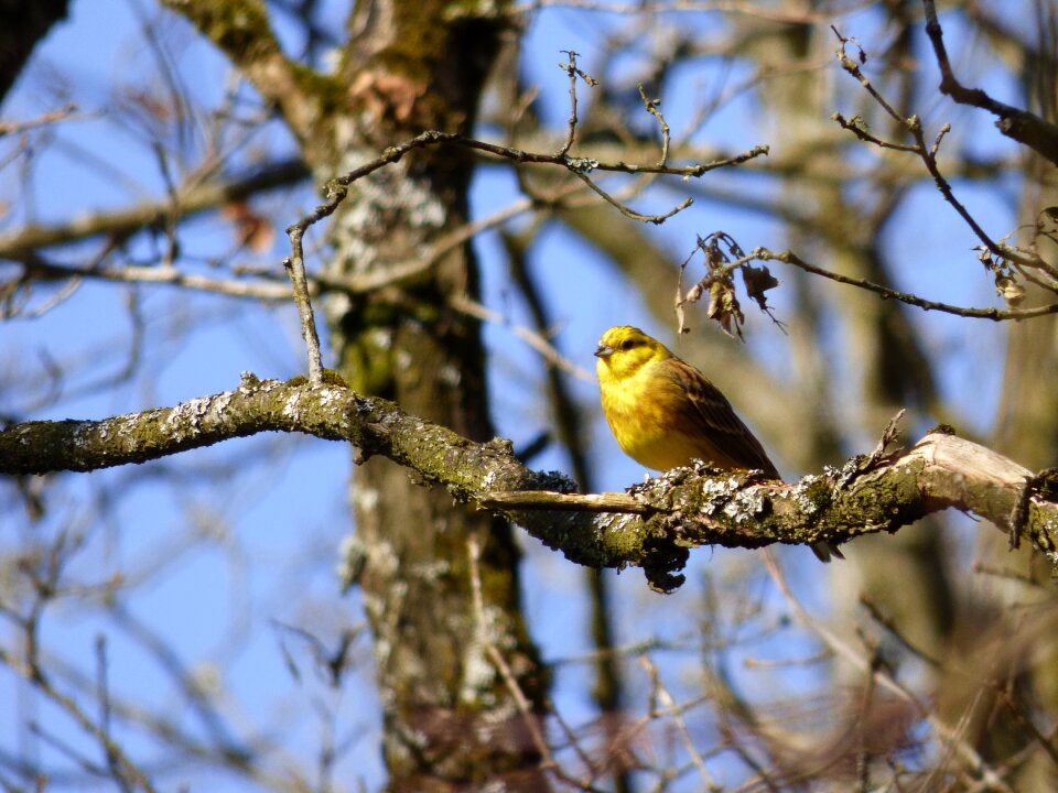 Bird branch nature