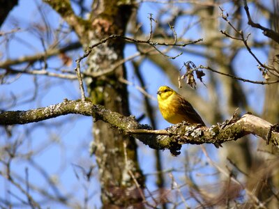 Bird branch nature