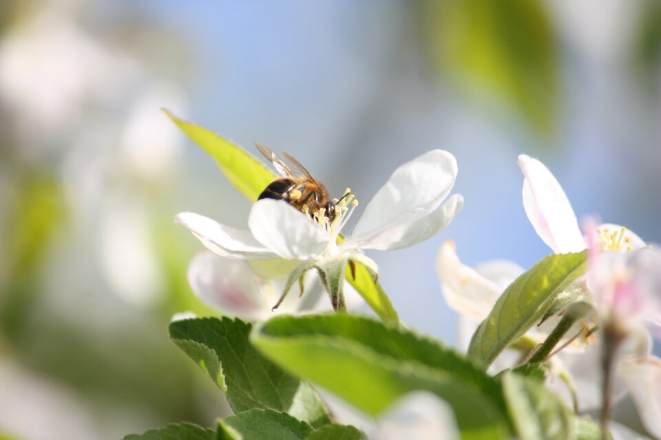 Insects nature spring flowers