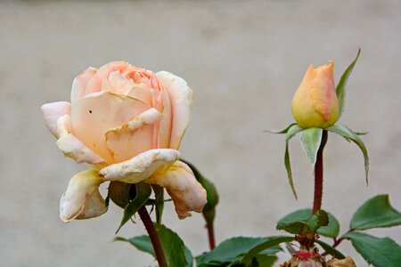 Bloom pink rose bloom