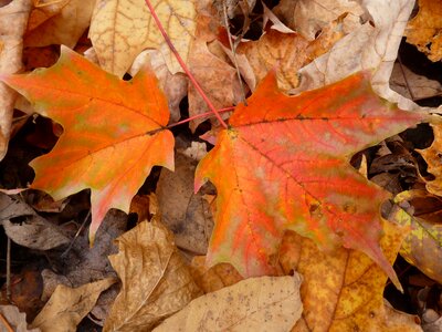 Leaf autumn color