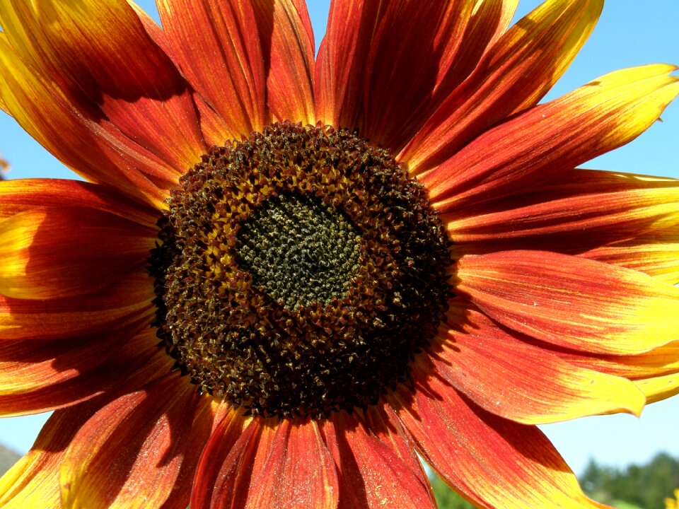 Red yellow flower photo