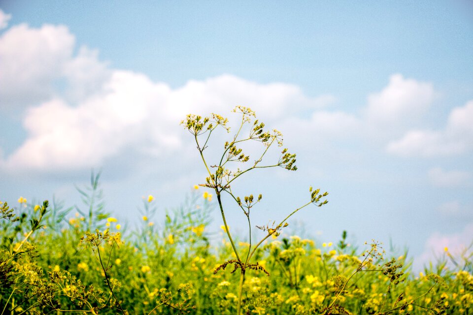 Season flower meadow