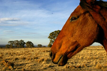 Rural pasture equine photo