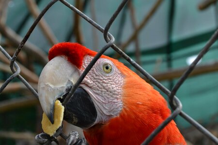 Exotic bird cage zoo