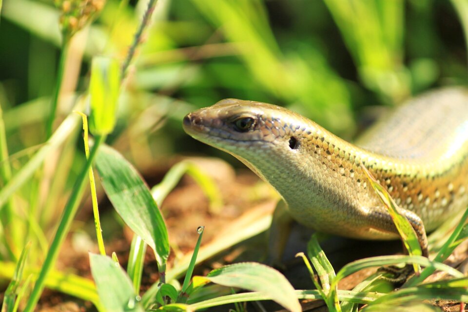 Lizard lizards paddy reptiles