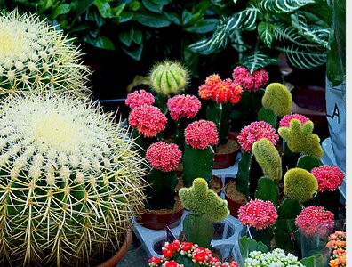 Colorful sucholubne potted