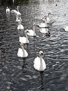 Nature lake white
