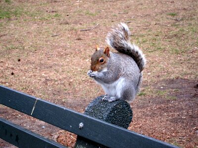 Nyc cute sciurus