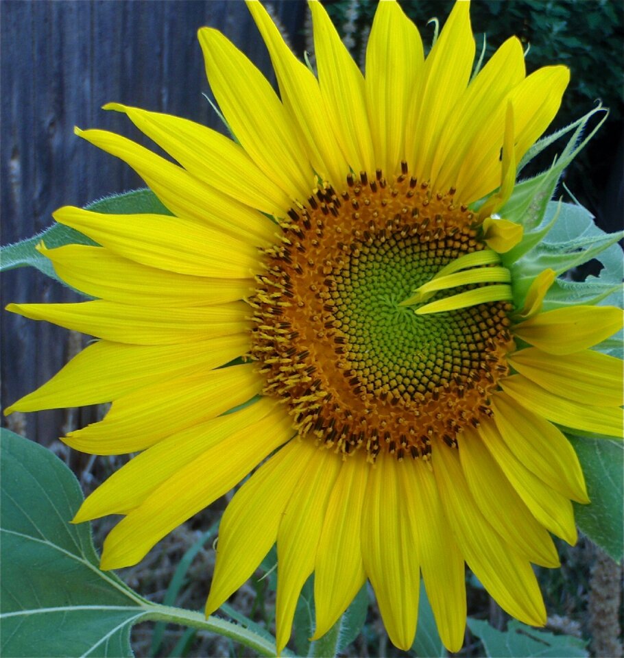 Yellow summer plant