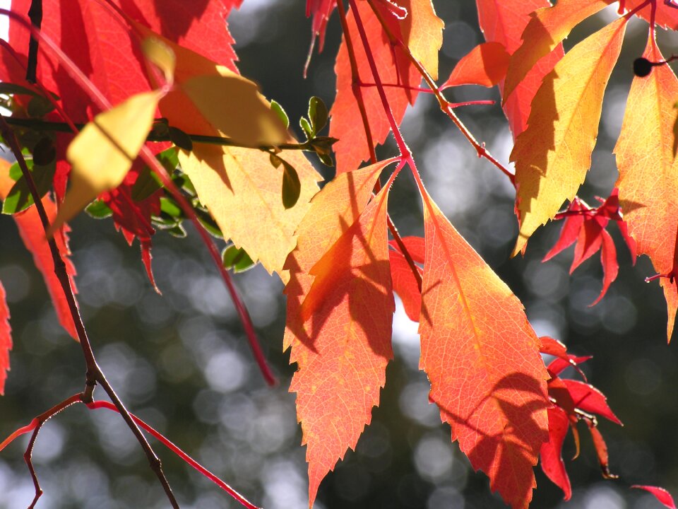 Wine leaf leaves plant photo