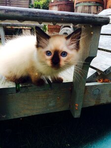 Cute feline blue eyes