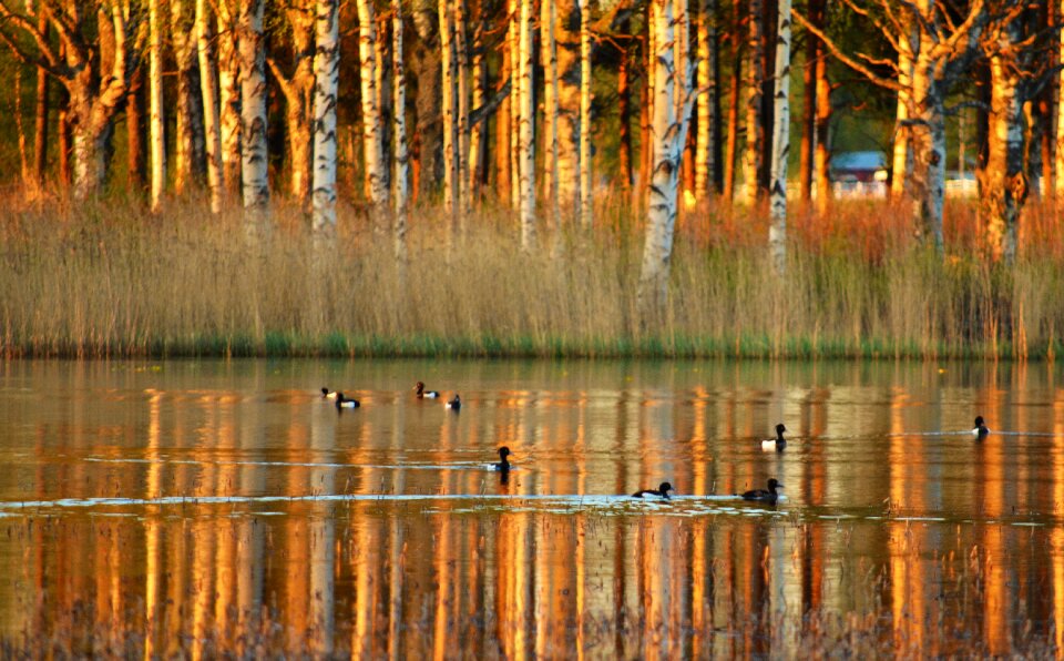 Norrbotten norrland spring