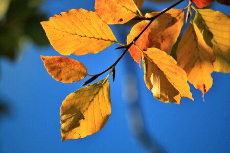 Autumn colours colorful leaves autumn