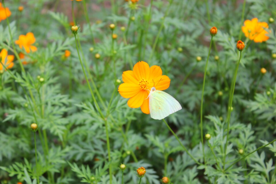 Blossom orange