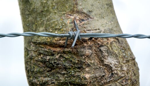 Close up wiring tree photo
