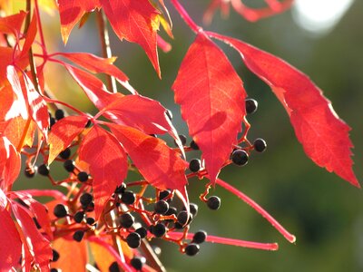 Wine leaves plant