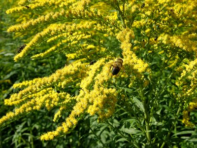 Goldenrod bug yellow
